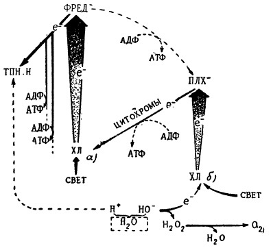 Схематическое изображение переноса электрона и водорода от воды на пиридиннуклеотиды