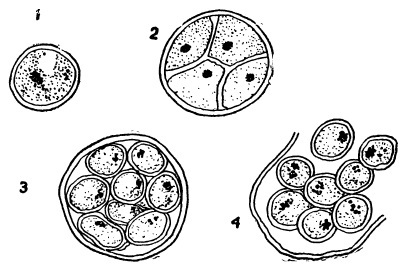 Схема размножения клеток хлореллы