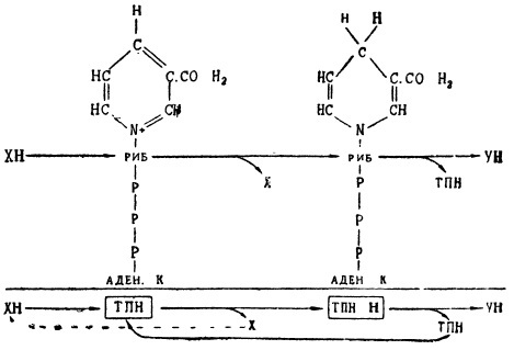 Схема переноса водорода от ХН на У